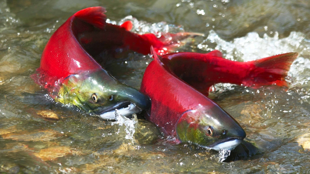 Illustration for article titled So Apparently There Is Something Called A Salmon And It’s Freaking Adorable